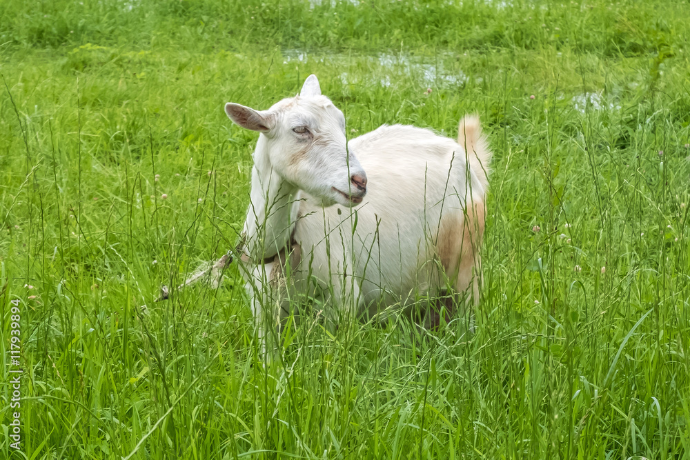 Obraz premium White goat in the village, pastoral views and rural animal grazing. The cattle in the pasture grazing. Horned cloven-hoofed livestock on a ranch. Goat's milk is good for health.