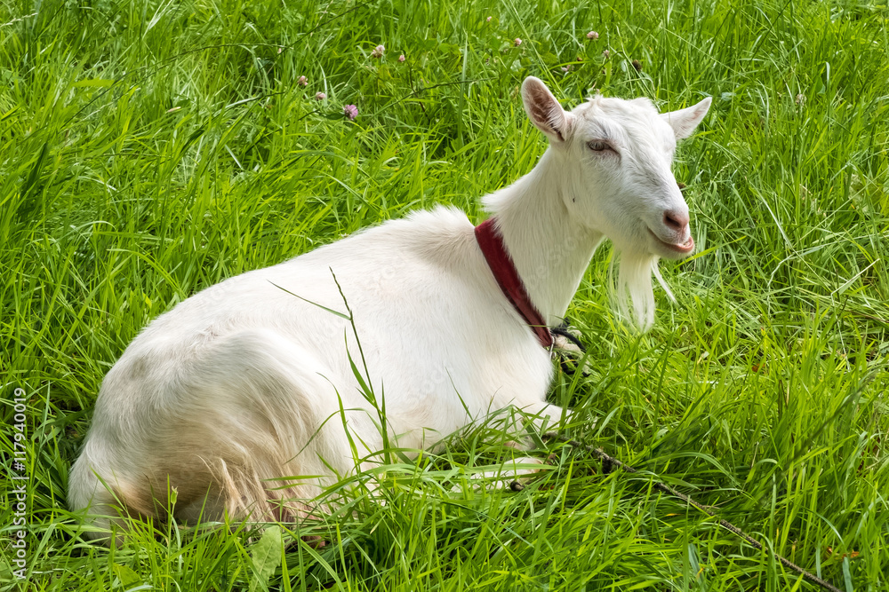 White goat chews grass. Pastoral views and rural animal grazing. Goat in the meadow. Cattle in pasture grazing. Horned cloven-hoofed livestock on ranch. Goat's milk is good for health. White goat chews grass. Pastoral views and rural animal grazing. Goat in the meadow. Cattle in pasture grazing. Horned cloven-hoofed livestock on ranch. Goat's milk is good for health.