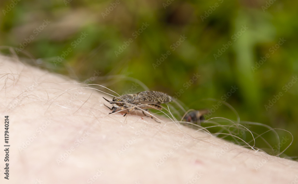 Obraz premium horsefly on hand