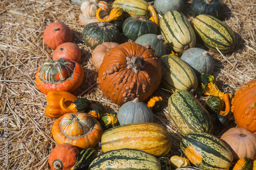 Wallpaper Mural Autumn pumpkin thanksgiving background Torontodigital.ca