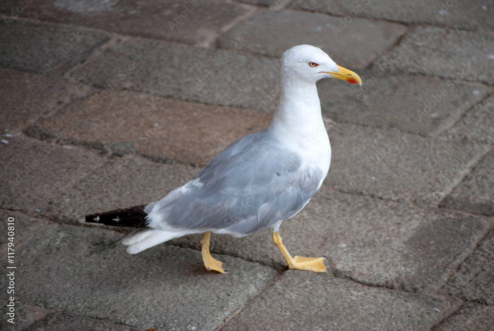 A Red-Lipped Seagull in Venice, Italy A Red-Lipped Seagull in Venice, Italy