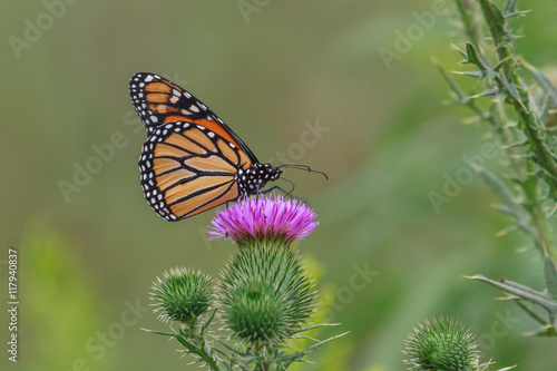 Monarch Butterfly feeding on a flower. © Paul Roedding