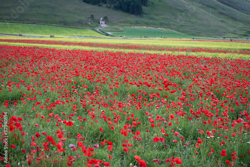 Wildflower Fields at Piano Grande in Northern Italy