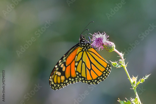 Monarch Butterfly feeding on a thistle flower.