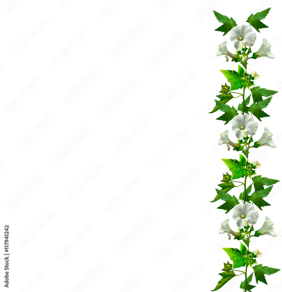 Fototapeta premium mallow flowers isolated on white background