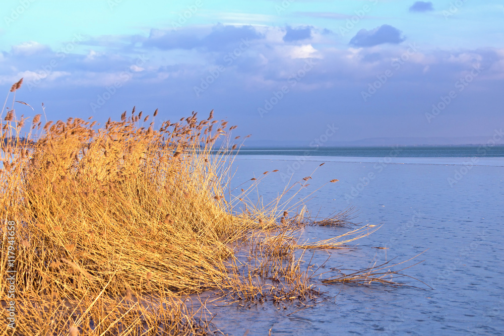 Fototapeta premium Sunset in winter from a froze lake with reed