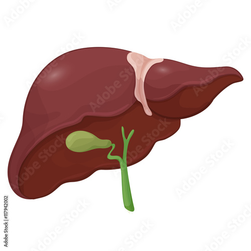Illustration of human liver with gall bladder in digestive system. Volume body model. Vector 
