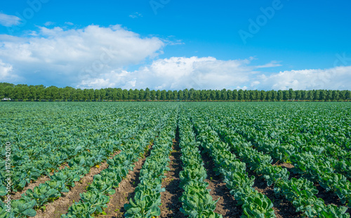 Field with vegetables in summer