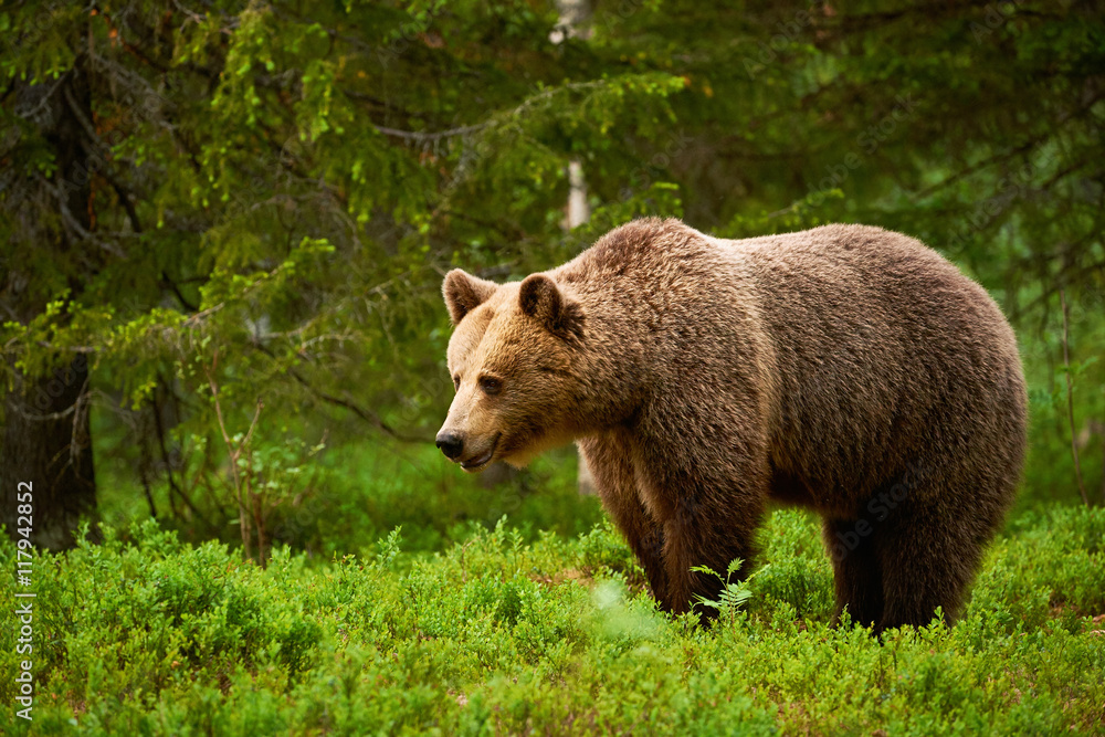 Fototapeta premium Female brown bear