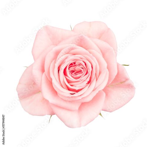 Close up of pink garden rose  isolated on white