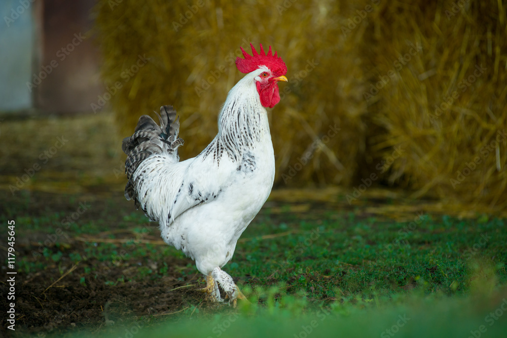 Fototapeta premium White rooster outdoors