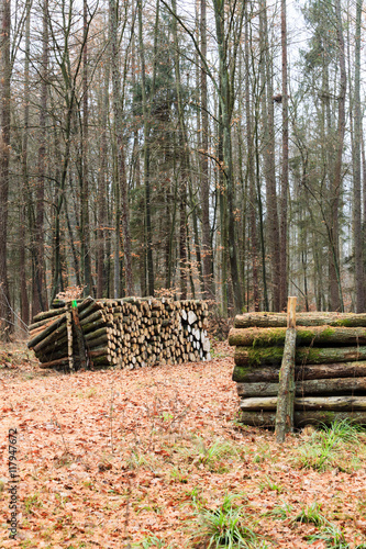 big pile of wood in autumn forest