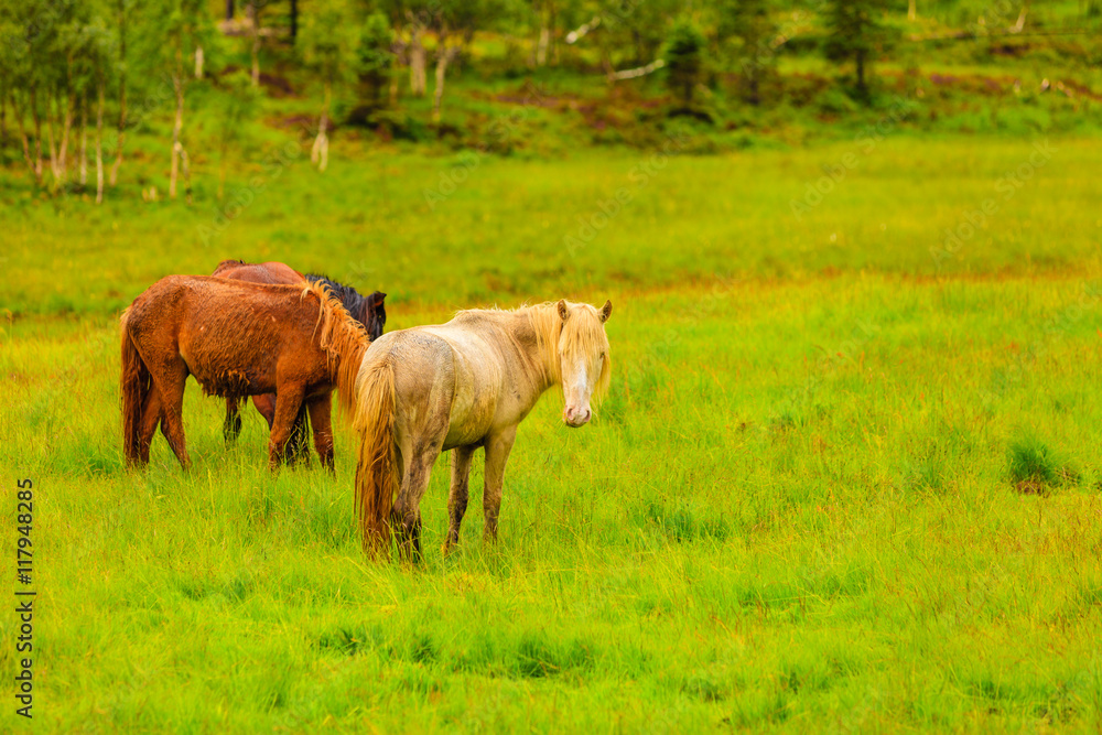 Naklejka premium Horse on pasture.