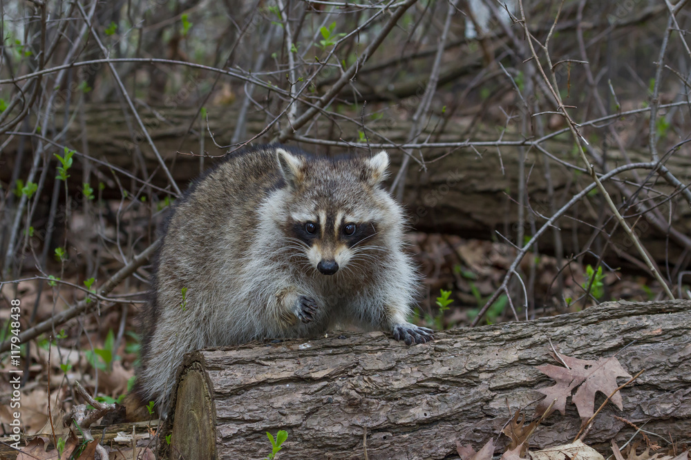 Raccoon searching for food on the forest floor. Raccoon searching for food on the forest floor.