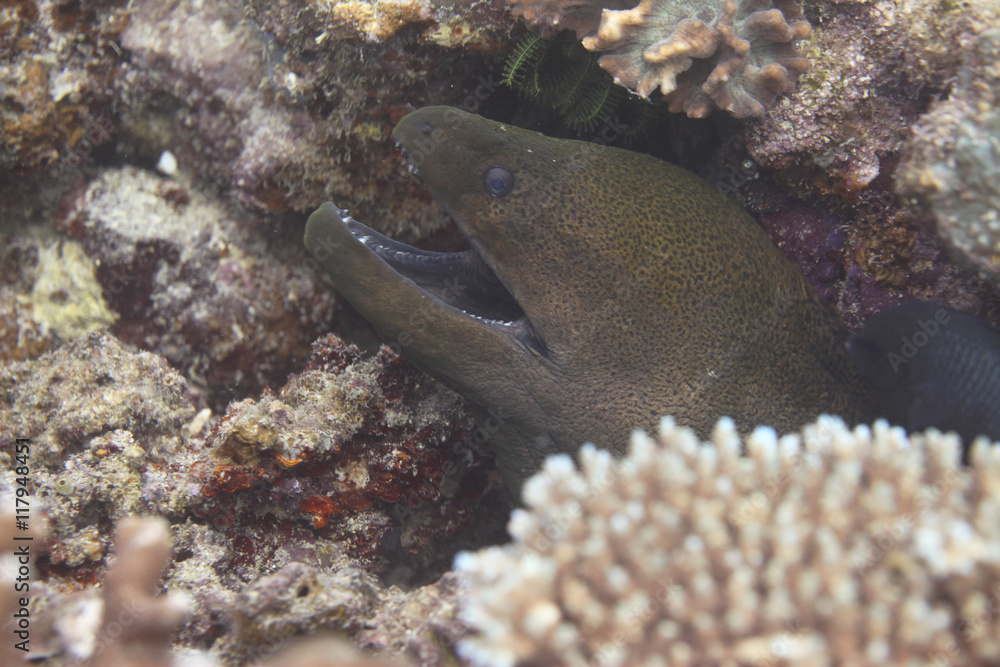 Obraz premium moray eel with open jar