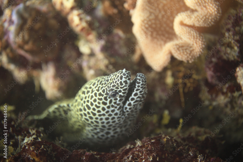 Fototapeta premium spotted moray eel
