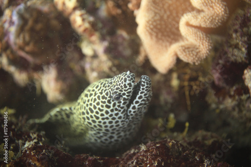 spotted moray eel © agarianna
