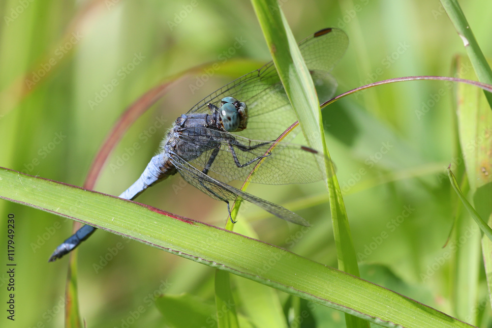 Colorful blue dragonfly on a strand of grass against a blurred green background Colorful blue dragonfly on a strand of grass against a blurred green background