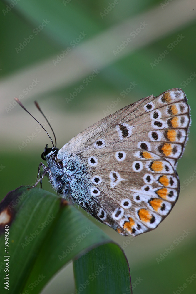 Obraz premium Colorful tiny blue butterfly against a blurred green background