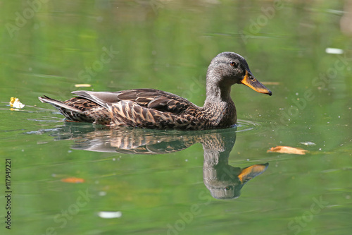 Female mallard duck swimming in green water with reflections