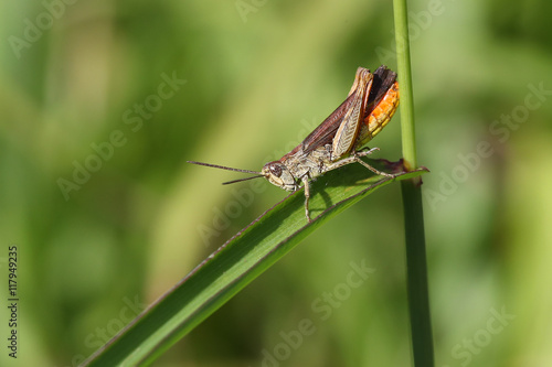 Grasshopper on a strand of grass against a blurred green background