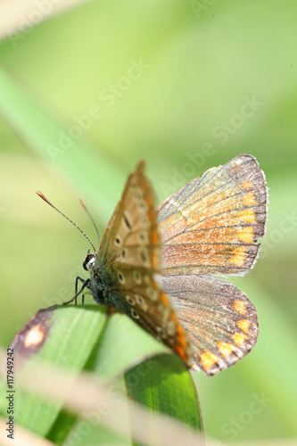 Colorful orange butterfly against a blurred green background