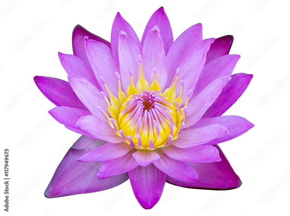 Purple lotus flower isolated on white with clipping path