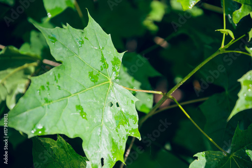 Maple leaves with raindrops