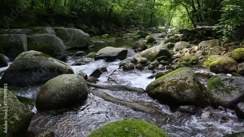 Beautiful mountain river in a virgin forest on a summer day. (With stereo sound)