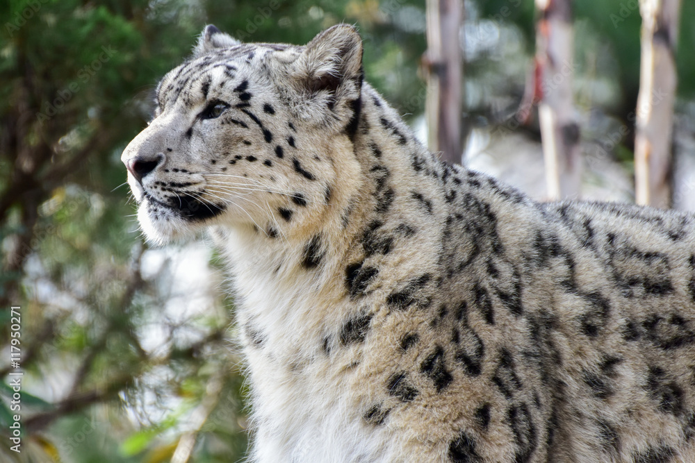Obraz premium Snow Leopard