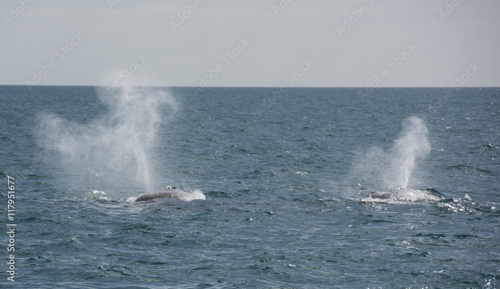 Hervey Bay Queensland hump backed whales