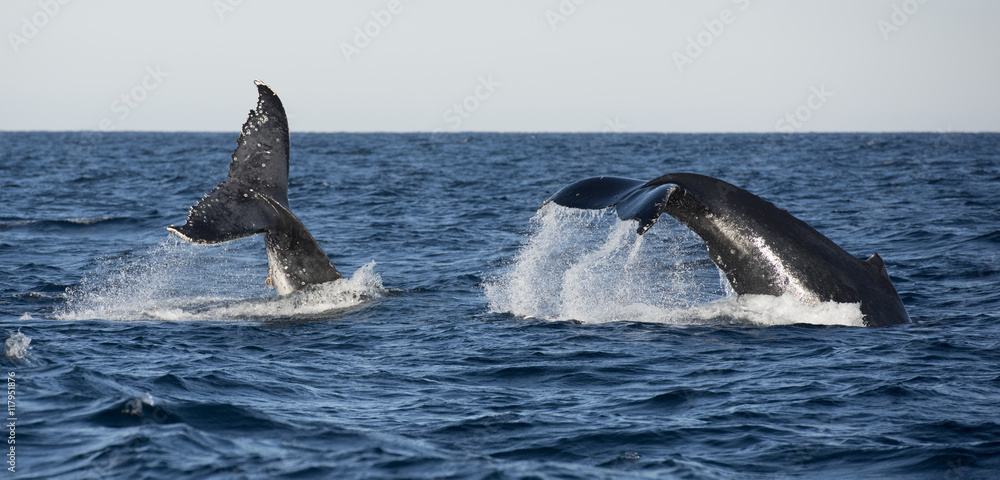 Fototapeta premium Surfers Paradise Queensland, hump backed whales