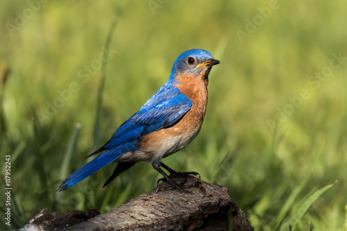 Beautiful male Eastern Bluebird (Sialia sialis) perched on weathered birch looking left with feathers shining vividly in the morning sunlight © rabbitti