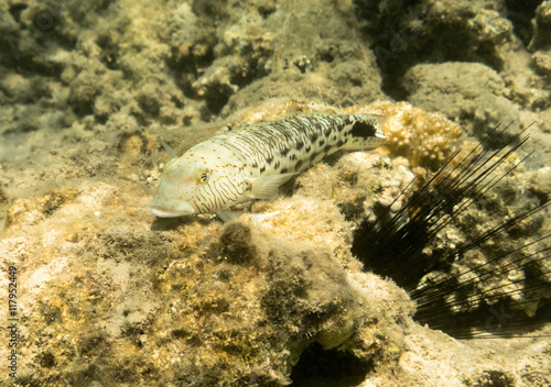 fish. Red Sea. Egypt