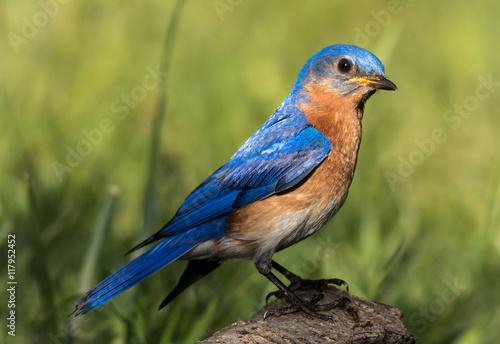 Beautiful male Eastern Bluebird (Sialia sialis) portrait perched on weathered birch with feathers shining vividly in the morning sunlight © rabbitti