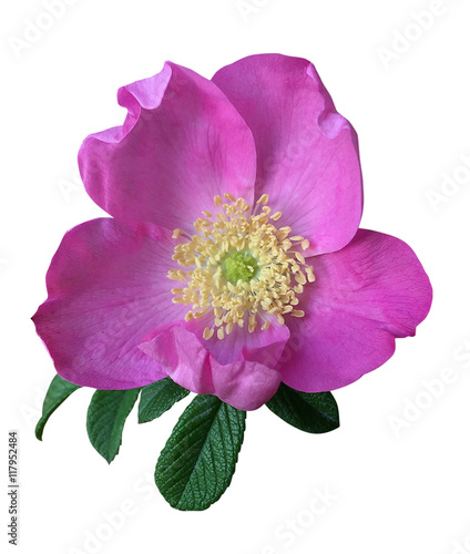 English rose isolated on white background. Deep focus.__with clipping path 