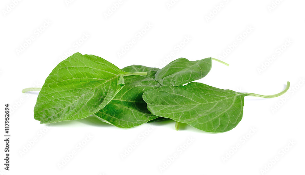 Obraz premium spinach fresh isolated on white