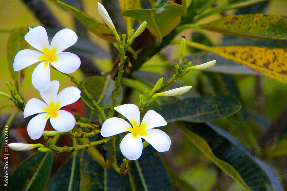 Obraz premium Three white plumerias