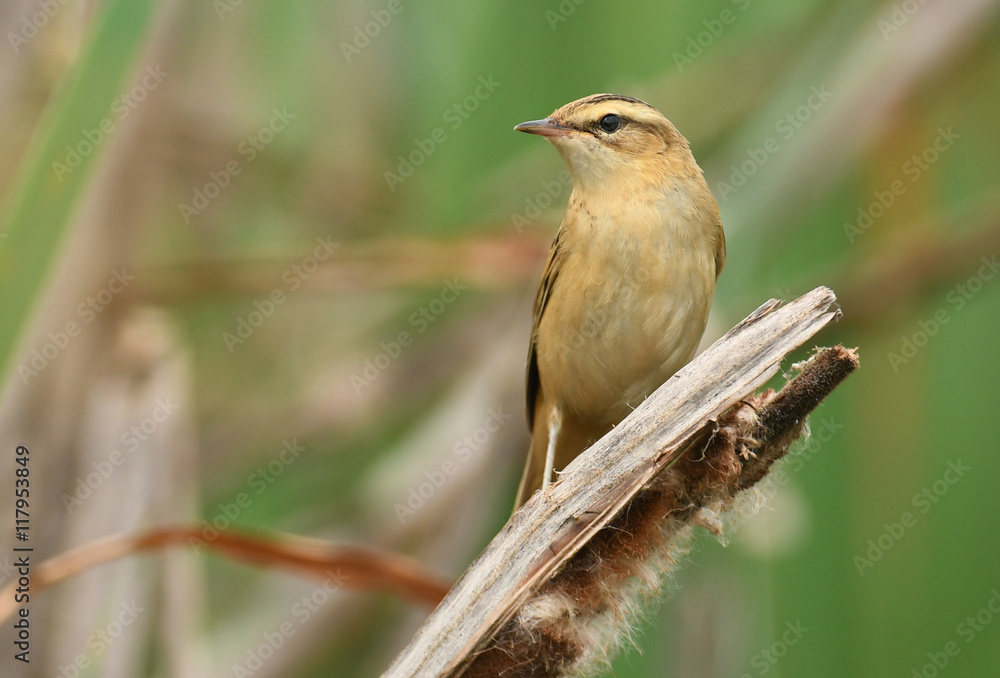 Fototapeta premium Eurasian Reed Warbler (Acrocephalus scirpaceus)