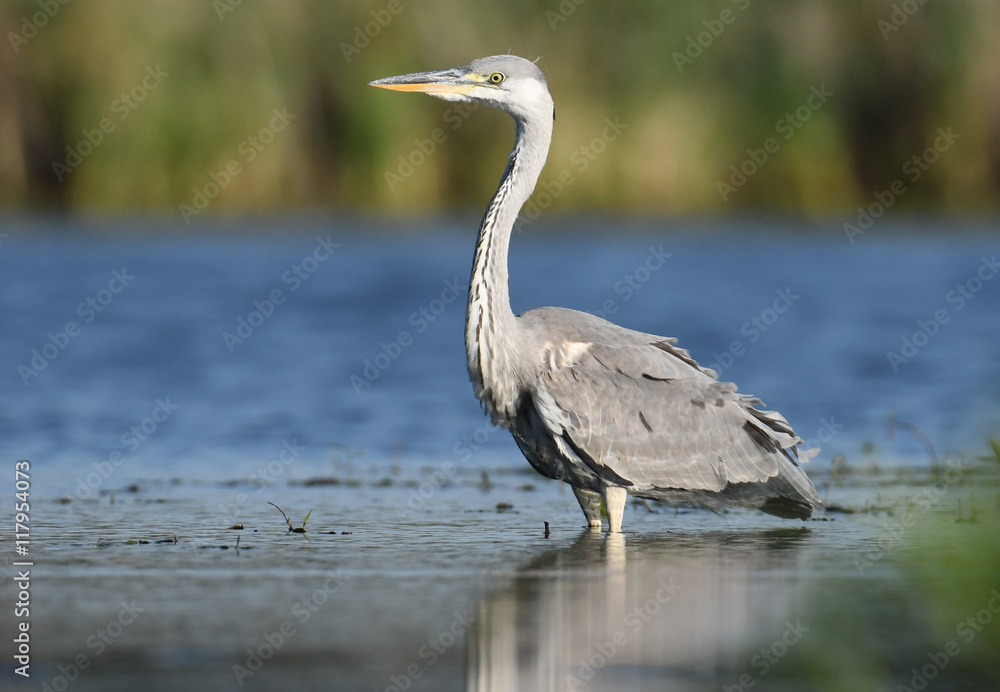 Fototapeta premium Grey heron (Ardea cinerea)