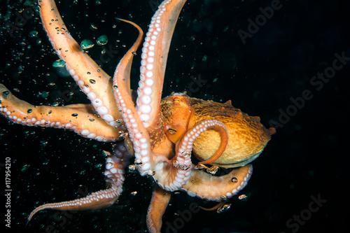 Flight of octopus in the deep.