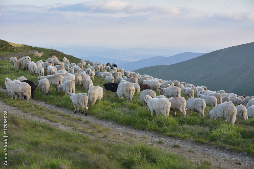 Obraz premium Shepherd with his sheep on pasture
