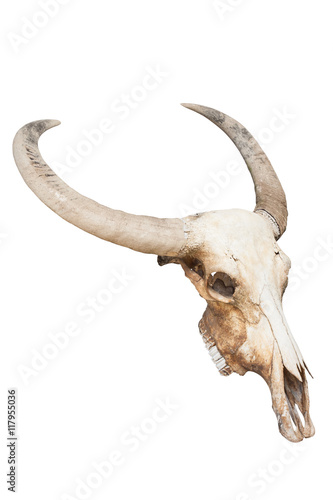 Buffalo skull isolated using path