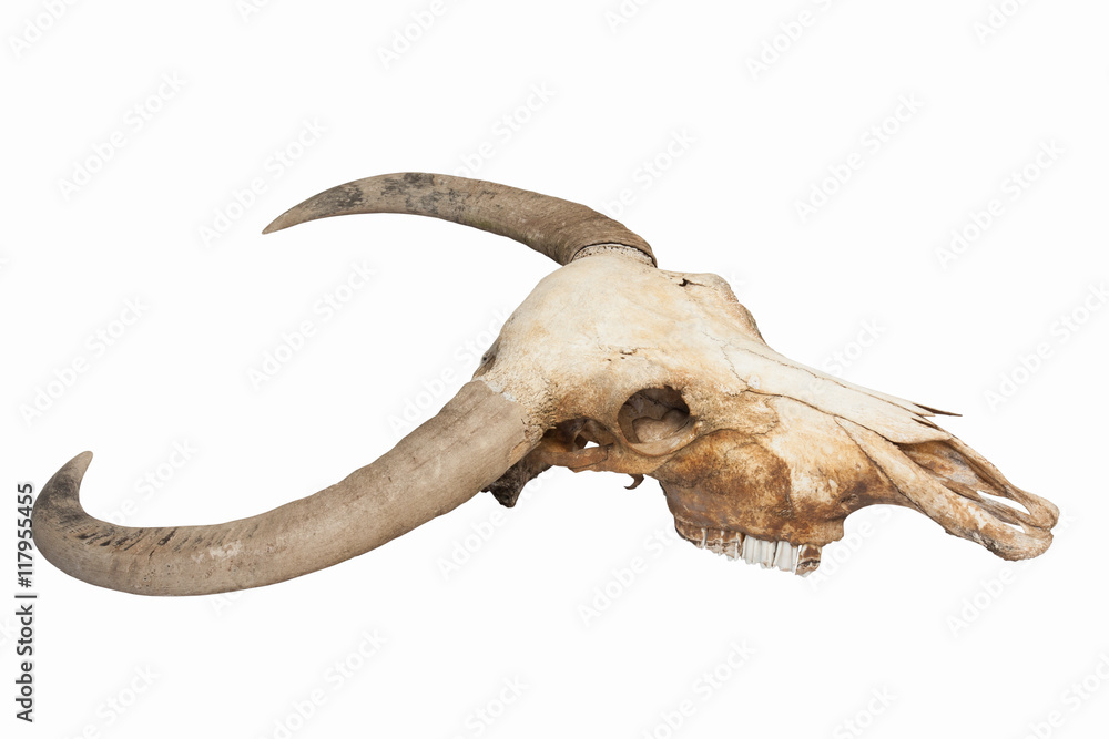 Fototapeta premium Buffalo skull isolated using path
