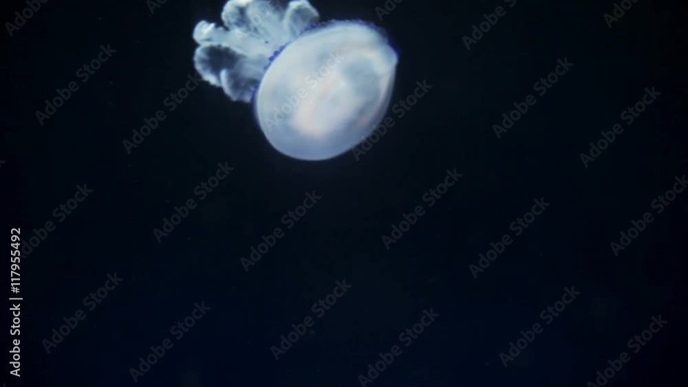 a jellyfish in the aquarium a jellyfish in the aquarium