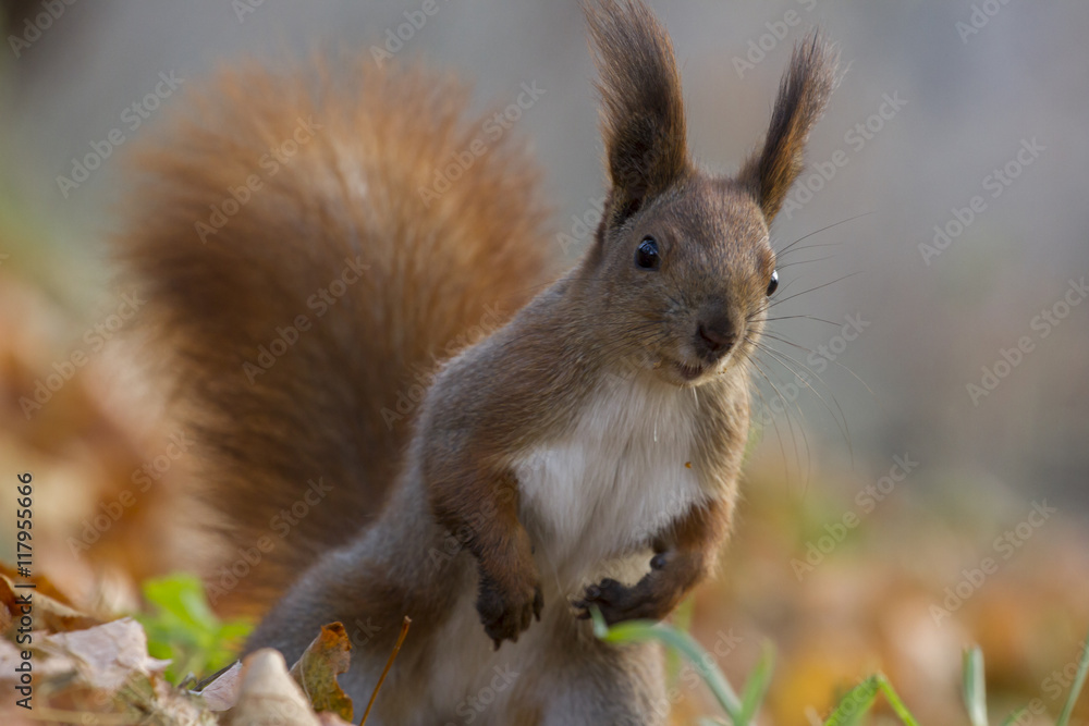 Obraz premium Squirell looks surprised. Requests for nut