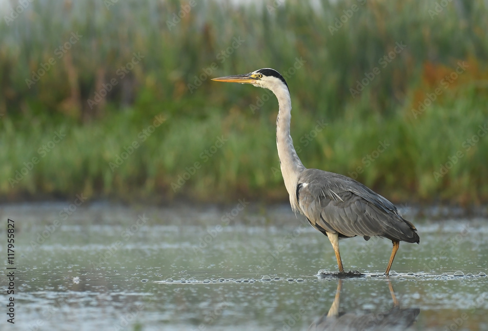 Grey heron (Ardea cinerea) Grey heron (Ardea cinerea)