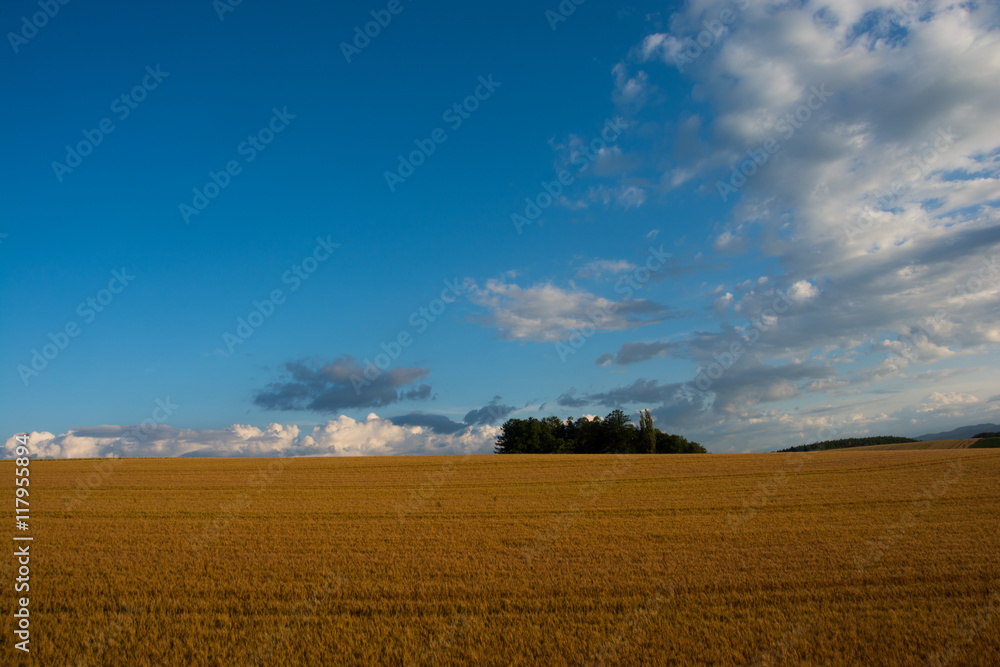 収穫前のムギ畑と青空