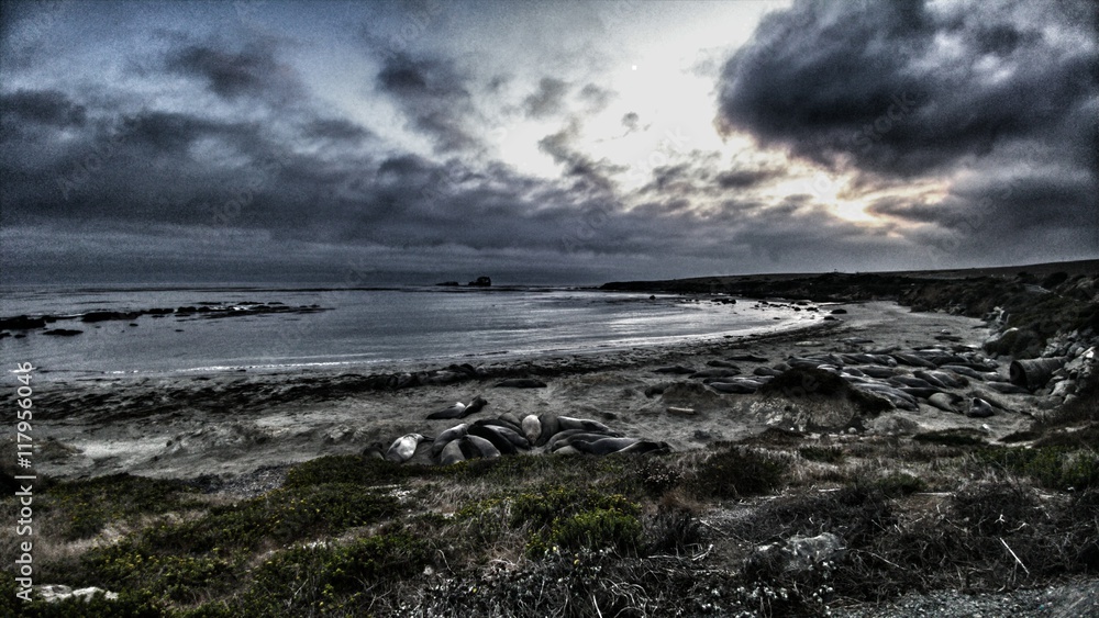 Elephant Seals laying on the beach on a cloudy day