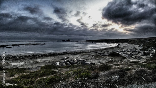 Elephant Seals laying on the beach on a cloudy day